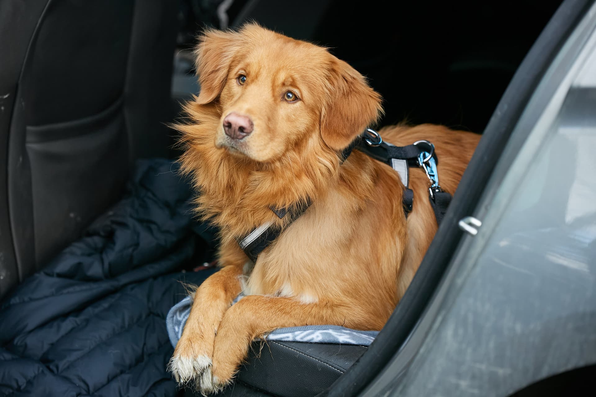 Stress-Free UK Pet Certificates Made Simple with Vet Home Certs