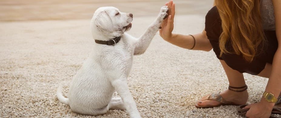 Pet Training Classes for Better Daily Behavior