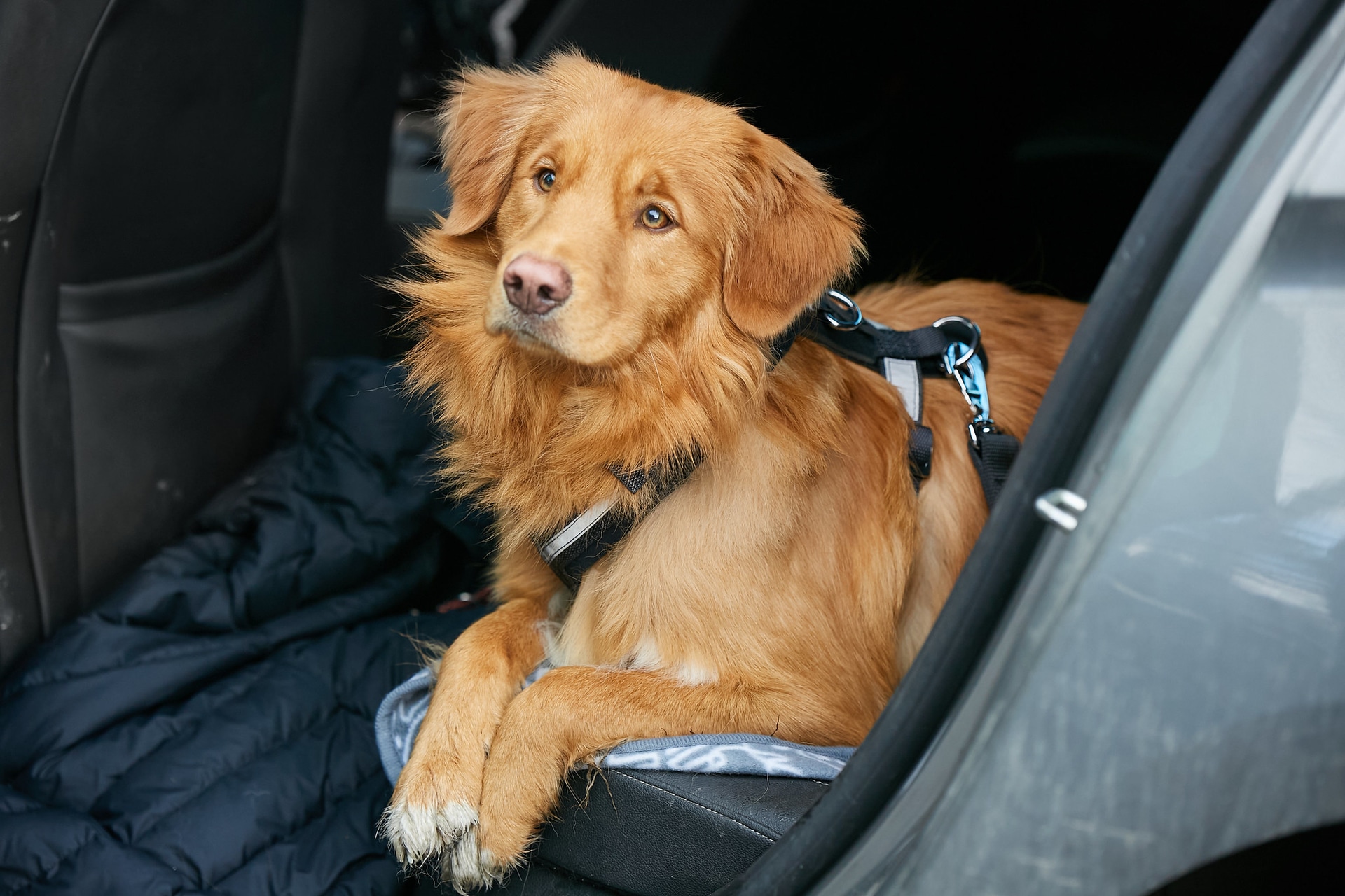Stress-Free UK Pet Certificates Made Simple with Vet Home Certs