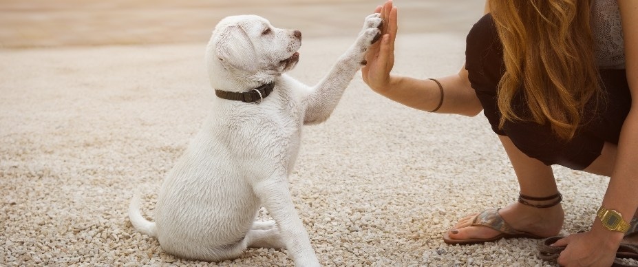 Pet Training Classes for Better Daily Behavior